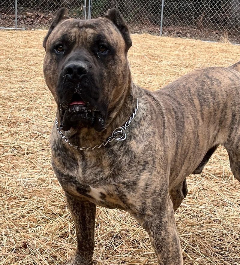 Black Stream Kennel Champion Bloodline Presa Canarios